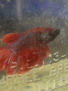 Candy betta galaxy koi betta fish available male and females