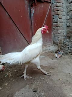 White Heera Aseel breeder Set