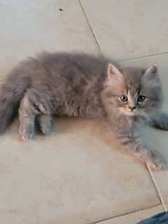 triple coated kittens