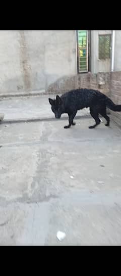 Show quality long coat male
