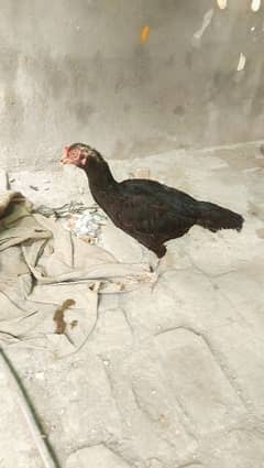 Aseel mushka breed