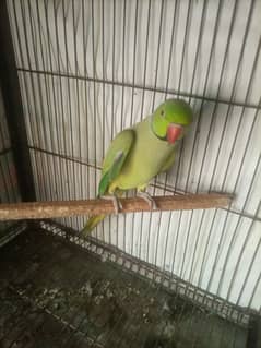 green ring nack breeder male for sell active hallthy