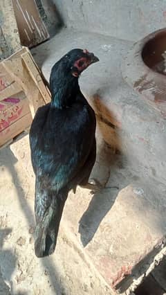 pure female for sale 03138268667