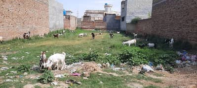 بکری اور بکرے مل سکتے ہیں