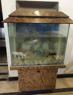 Aquarium with Beautiful High fin koi available for sale