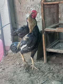 Aseel Mugha + Aseel Murghi + 5 Chicks
