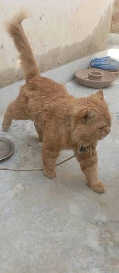 Persian male cat ginger colour  triple coat for sale