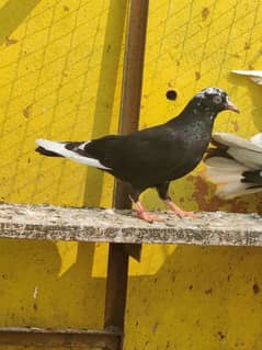 pigeon for sale only 330 pr
