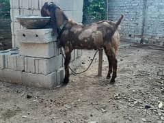 Pathwari betal male