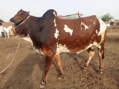 qurbani jawner for sale 2 dant bahchry