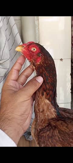 Aseel Murgi Whatsapp Rabta 03138339405