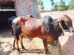 Sahiwal Bachra/Cow/Bull/Wacha/Black Bull/Black bull Sahiwal/Sahiwal bu