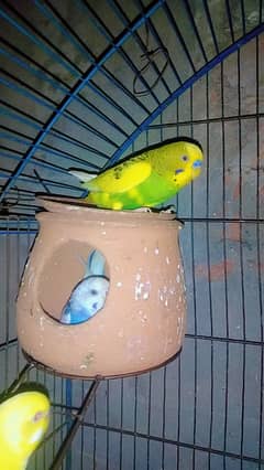 Parrot@sale