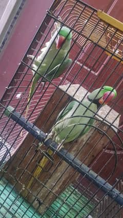 Talking parrot for sale| Parrots with cage