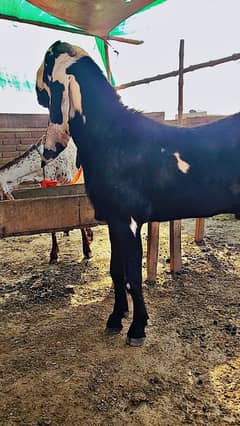 betal Bakra/breeder/Bakra /goat
