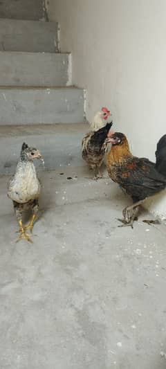 03 Hen and cock urgent for sale