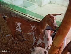 doodh wali bakri