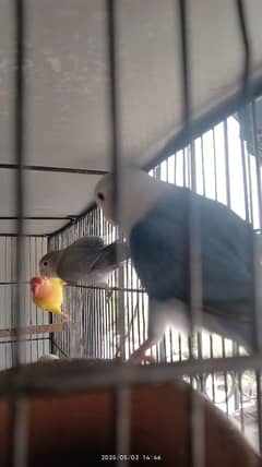 Love bird Setup with Cage for Sale.
