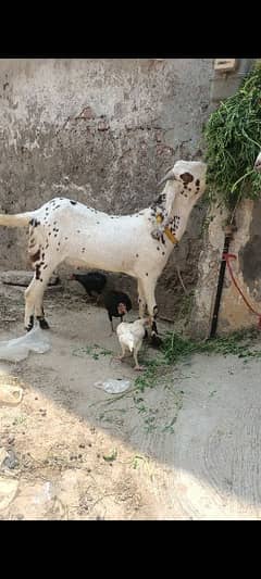 khasai bakra