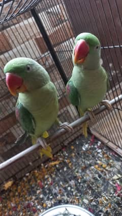 Green parrot