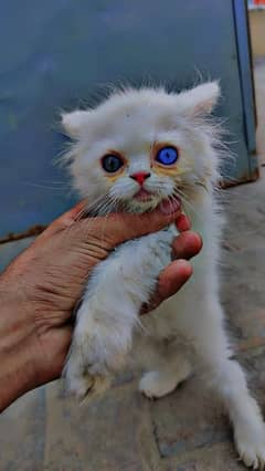 male Persian cat