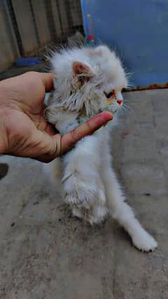 male Persian cat