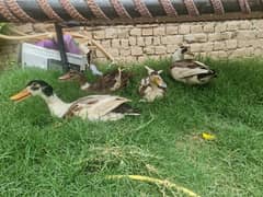 2 young pairs of ducks