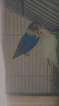 LOVE BIRD BLACK MASK AND LATINO