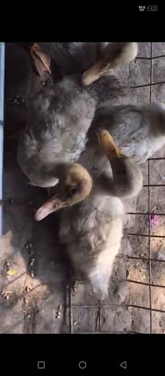 Duck