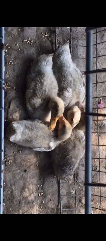 Duck for sale 1