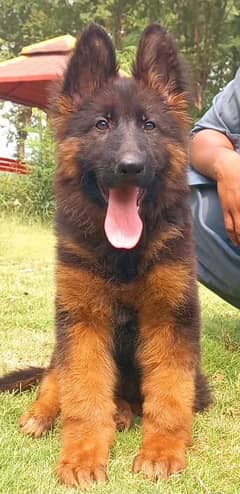 Tripple coat Highclass German shepherd Male