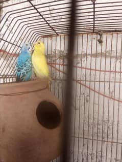 budgies parrot bajri totay