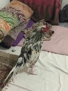 Pure aseel murkha