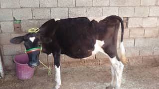 Cow