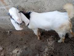 for sell