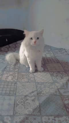 Persian adultcat available for sale