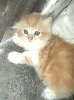 "Adorable Kitten for sale"