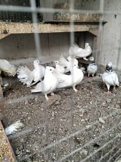 white lakay kabotar for sale