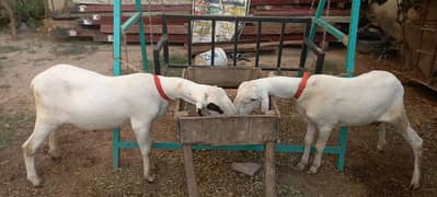 2 sheep total cast 160k@[ 3014965340]