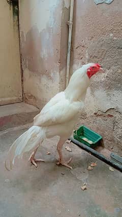 Heera morga
