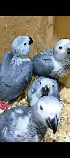 African grey parrot chicks for sale 03284187306