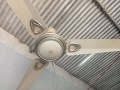 selling fan (03145322710)