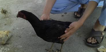 Pure Aseel Murgi for sell