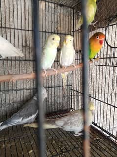 cocktail lovebird Australian
