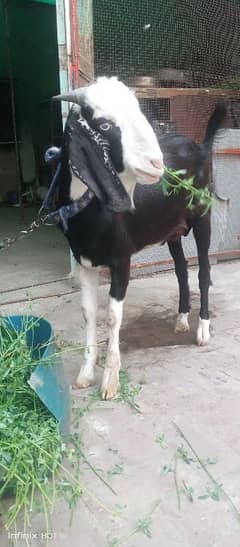 biutyful bakra