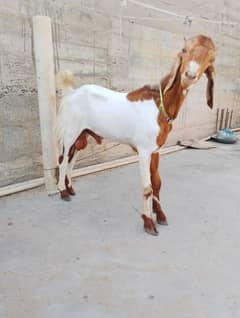 Bakra Jori