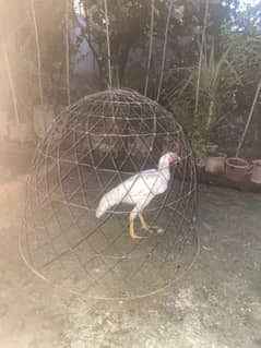 Bilkul A1 pure white