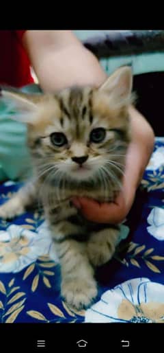 cat for sell