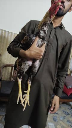 pure sindhi breader murga full long hight me blue ring eye me ha.