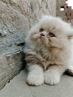Punch Face female kitten piki bloodline